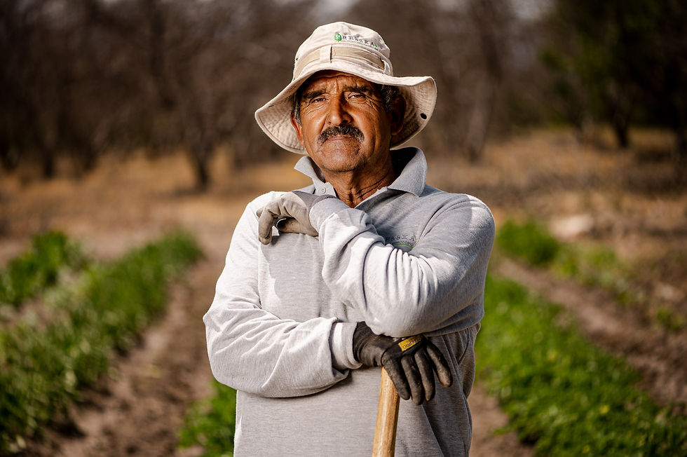 fotografia-huerto-verduras-organicas-ambiental