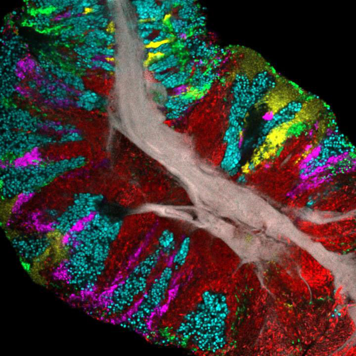 Exploring the Mouth’s Microbial Wonders