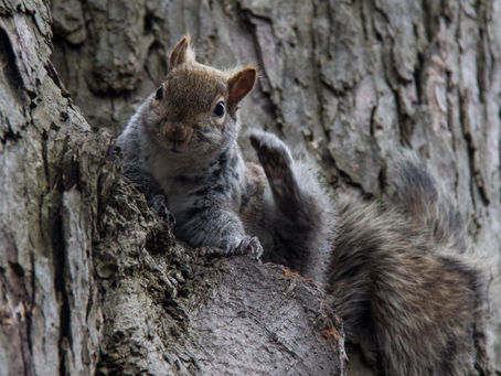 Day 81 of a Photo a Day: Busy as a Squirrel