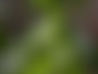 Day 29 of a Photo a Day: Greener