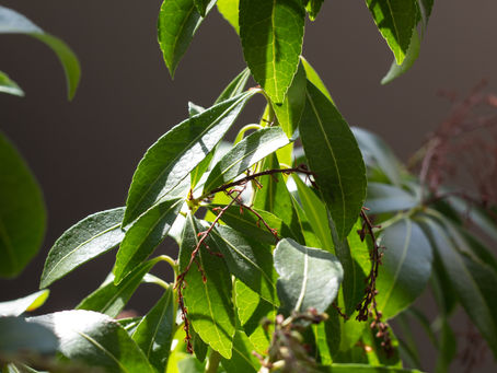 Day 29 of a Photo a Day: Greener