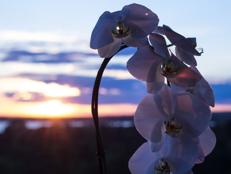 Day 200 of a Photo a Day: Ottawa Sunsets