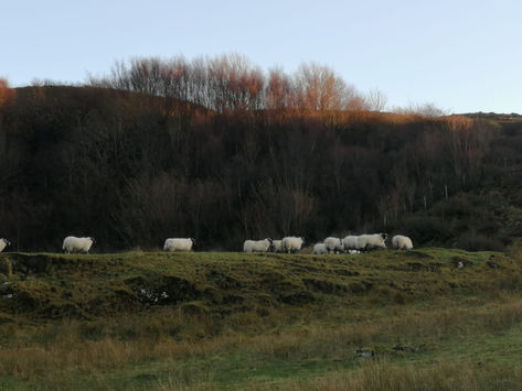 Spring on the Farm