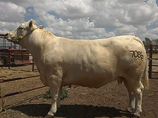 Charolais.JPG