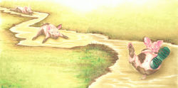 Playful pigs