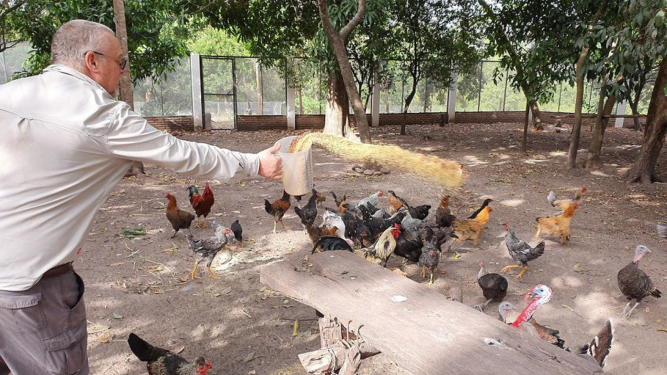 Thumbnail: Pollo Criollo Orgánico