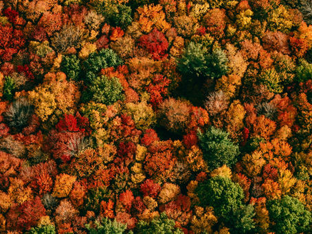 The 2025 State of the Carve-Out Report: Insights from 50+ Global Transactions