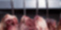 Butcher's%20Cuts_edited.jpg