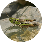 CGL2014-54671-P_4.png