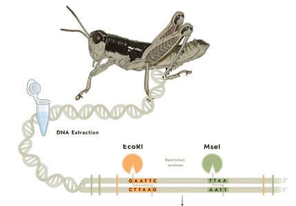 ddRADseq_Protocol_Vignette.jpg