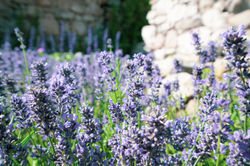 lavender-295.jpg