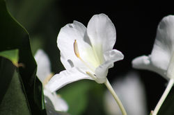 Summer Flower