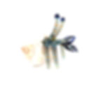 Thumbnail: Glass Hermit Crab (blue orange)