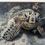 섬네일: HONU YOUNGSTER 8x10 Matted Print