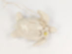 サムネイル： Small Honu Ornament Porcelain (turtle)