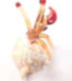 Thumbnail: Glass Hermit Crab Big Shell Dark Red Claw and shades of Yellow