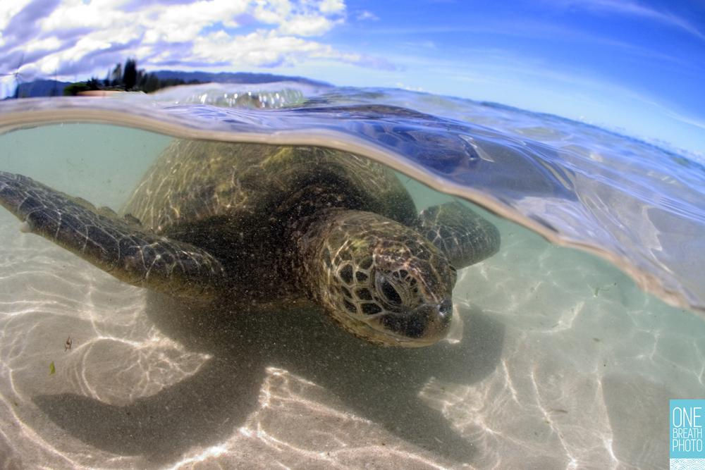 "Flying Low" 11x14 Matted Print