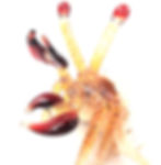 섬네일: Glass Hermit Crab Big Shell Dark Red Claw and shades of Yellow