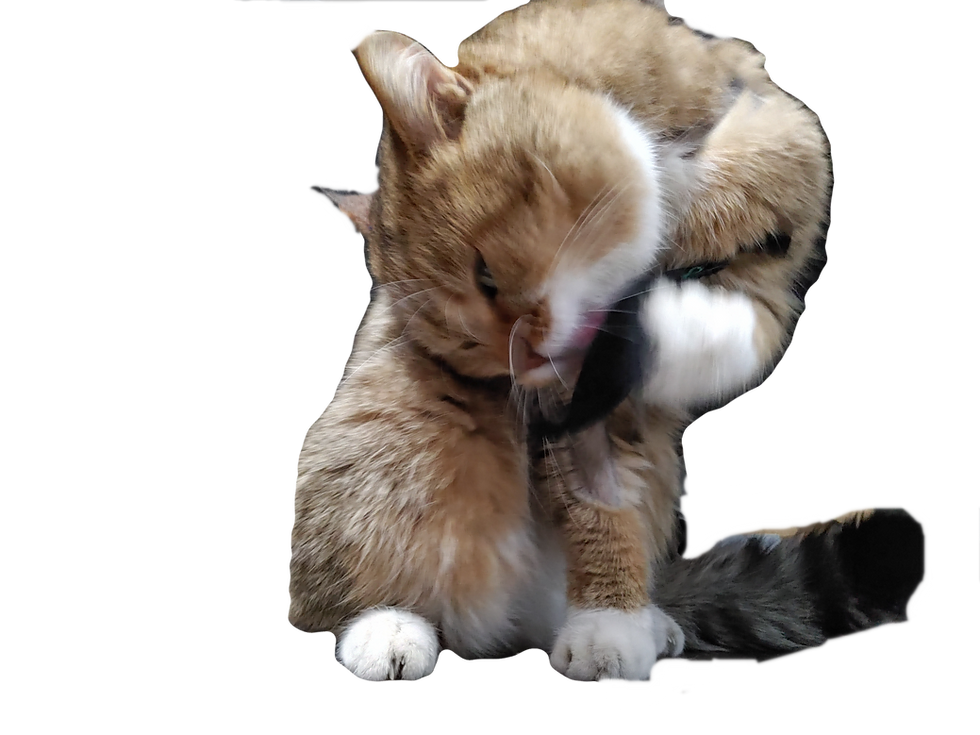 Thumbnail: Catnip Scrap Mice