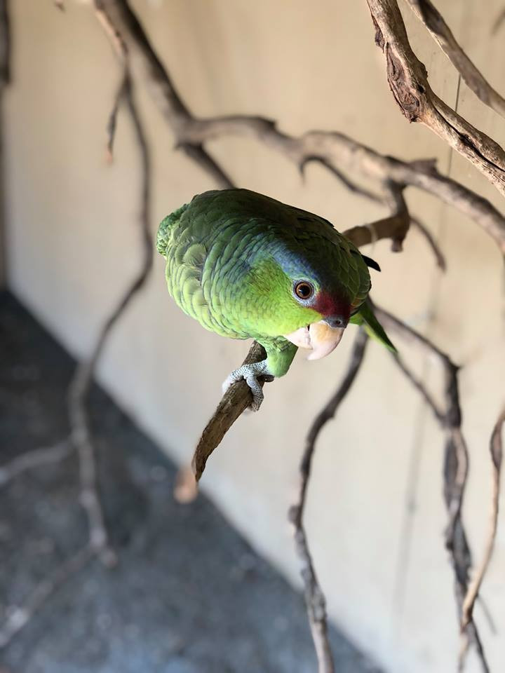 SoCal Parrot