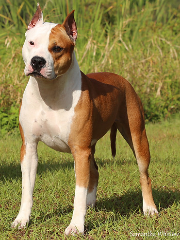 phoenix2yrs4.jpg
