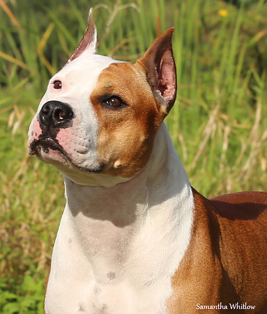 phoenix2yrs6.jpg
