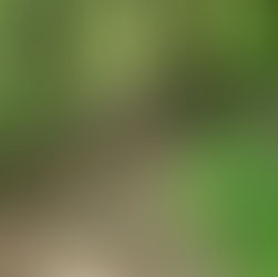 Reed Creek Greenway Trail