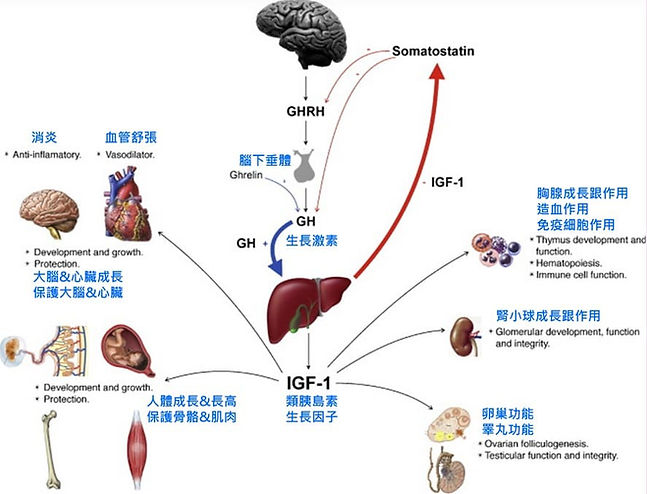 生長激素HGH作用機制及8大腺體