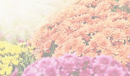 123-bloemen-chrysanten-11-17_edited_edited.jpg