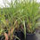 Thumbnail: Miscanthus sinensis 'Ferner Osten'