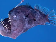 Surpresa nas Profundezas: Peixe Diabo Negro É Encontrado na Superfície do Oceano em Tenerife