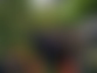 Tragédia em Minas Gerais: acidente com ônibus deixa 7 mortos e 15 feridos