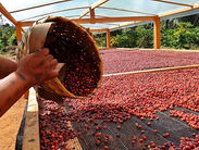 Educampo: A Chave para a Excelência na Produção de Café em Minas Gerais