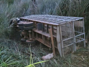 Caminhão carregado com porcos tomba na rodovia MGC-354 em Patos de Minas