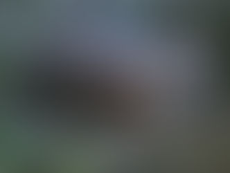 Caminhão carregado com porcos tomba na rodovia MGC-354 em Patos de Minas