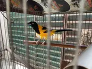 Homem é preso em Ibiá por manter animais silvestres em cativeiro sem autorização