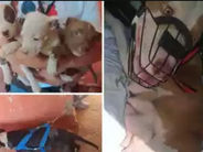 Homem é preso em Uberlândia suspeito de maltratar cães da raça Pitbull