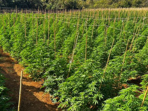 Polícia Militar desmonta "lavoura de maconha" com 6 mil pés no Alto Paranaíba