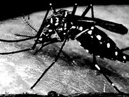 Ibiá registra o primeiro óbito por dengue em 2024