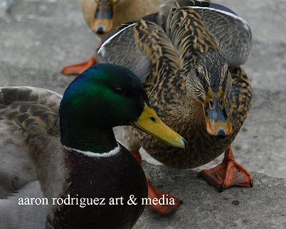 ducks not social distancing copy.jpg