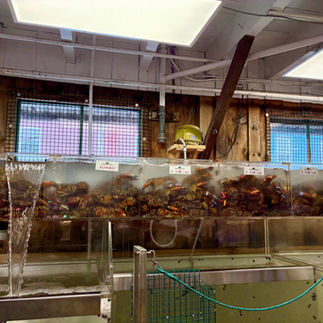 Crabs in tanks