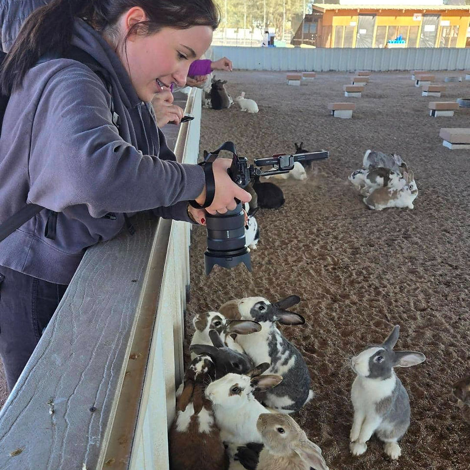 Person taking images of bunnies with camera