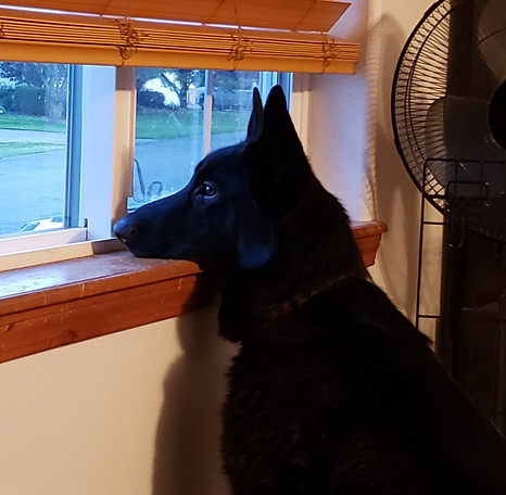 german shepherd breeder