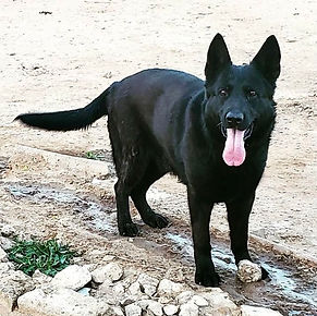 German Shepherd Breeder