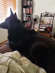 german shepherd breeder