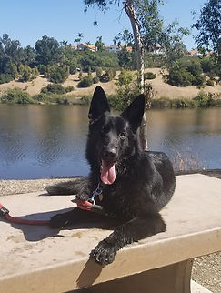 german shepherd breeder