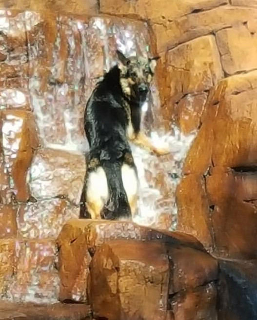 german shepherd breeder