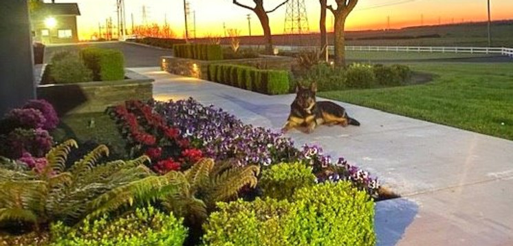German Shepherd Breeder