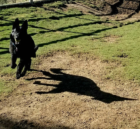 german shepherd breeder