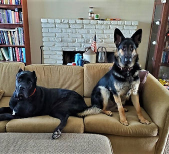 german shepherd breeder